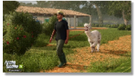 farming simulator 25 beans alpacas